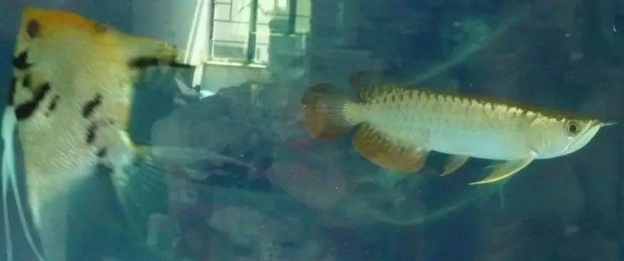 过背金龙和高背金龙的区别,高背金龙跟过背图片对比