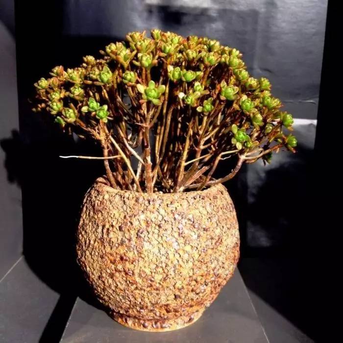 桃美人多肉叶片化水,多肉叶片化水及解决办法