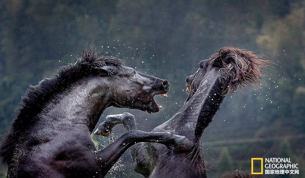 2022国家地理全球摄影大赛投稿,2016美国国家地理杂志摄影大赛