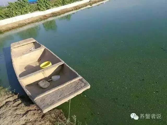 蟹的养殖方法和技巧,养殖后期怎样养出精品蟹