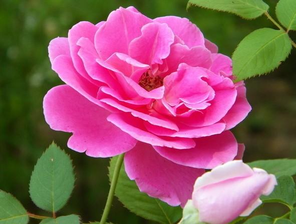 月季叶子与蔷薇叶子的区别,月季和蔷薇的区别一张图看懂