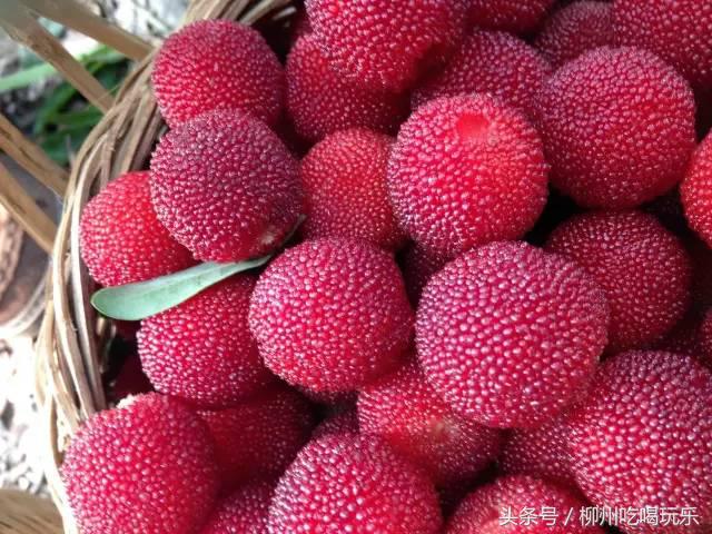 摘杨梅一键成片,杨梅采摘园柳州