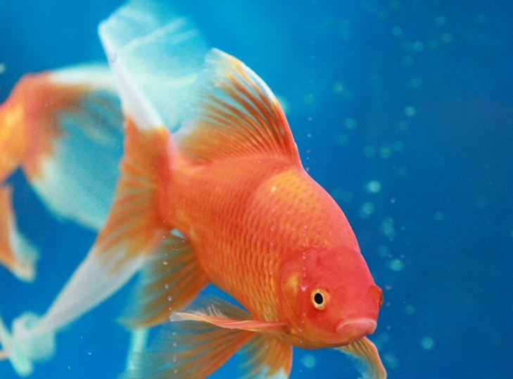 想养金鱼从什么品种入手,好养的金鱼品种推荐
