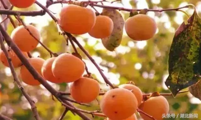 妗冨瓙鍙互鍜屽摢浜涙按鏋滃悆,鑳藉悆妗冨瓙鐨勯鐗╂湁鍝簺