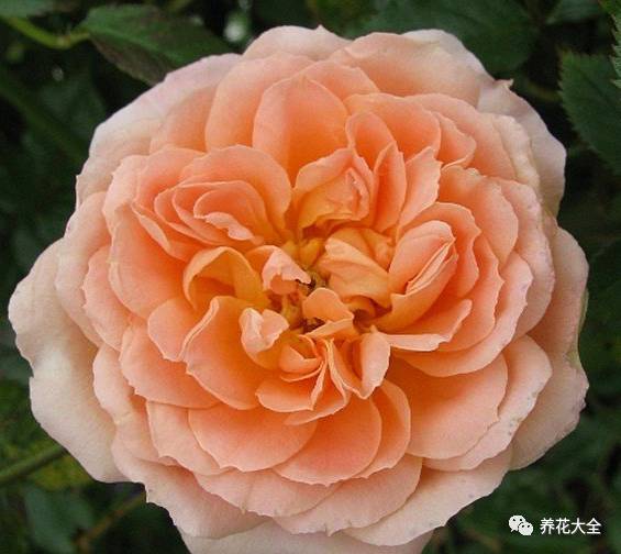 最美最高端的30款月季 (十种绝美的月季)