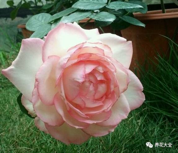 最美最高端的30款月季 (十种绝美的月季)