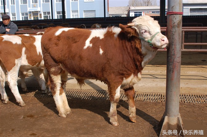 2020年养牛利润分析数据,2017养牛的利润与成本