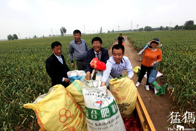 山东300吨大蒜支援,大蒜20万吨订单