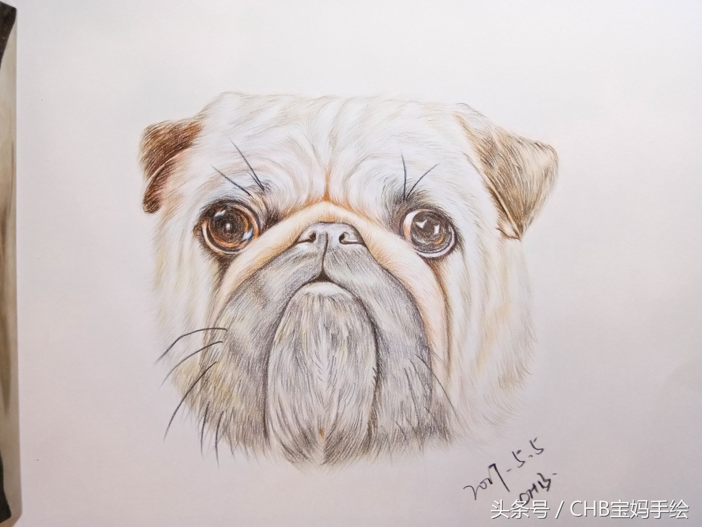 彩铅绘画入门零基础小狗,零基础学铅笔画入门小狗