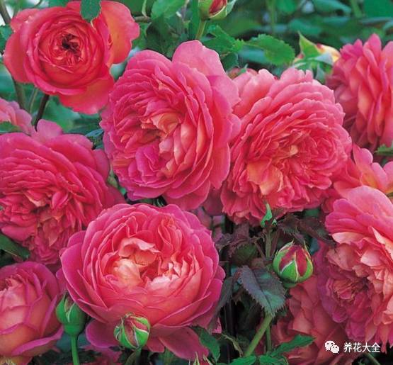 最美的十款月季品种推荐 (十种绝美的月季)