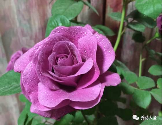 最美的十款月季品种推荐 (十种绝美的月季)