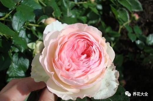 最美最高端的30款月季 (十种绝美的月季)