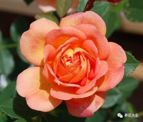 最美最高端的30款月季 (十种绝美的月季)