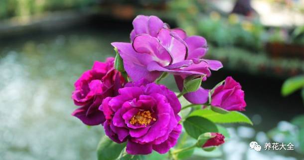 最美最高端的30款月季 (十种绝美的月季)