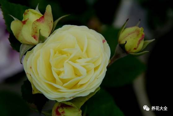 最美最高端的30款月季 (十种绝美的月季)