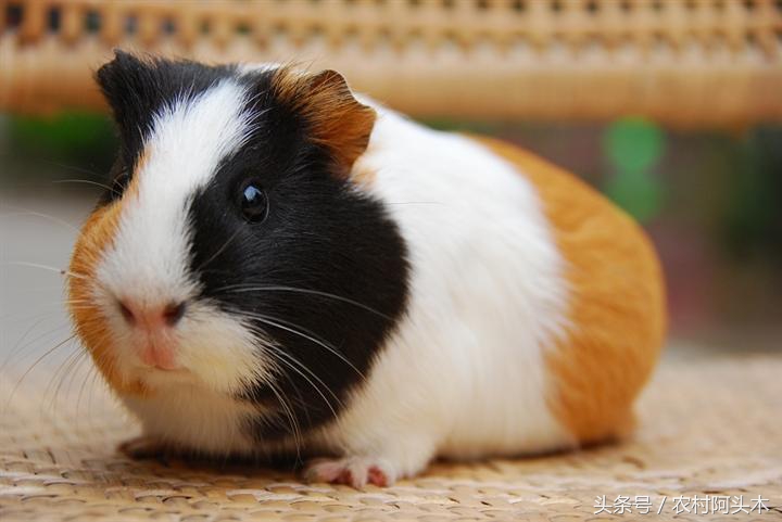 豚鼠的性格特点是什么呢,荷兰猪生活习性是什么