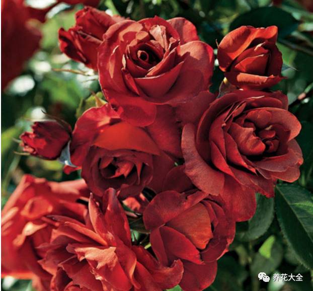 最美最高端的30款月季 (十种绝美的月季)