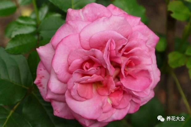 最美最高端的30款月季 (十种绝美的月季)