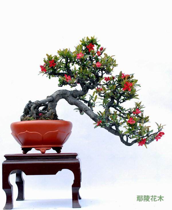 关于我国盆景艺术特色的论文,中国盆景艺术鉴赏论文