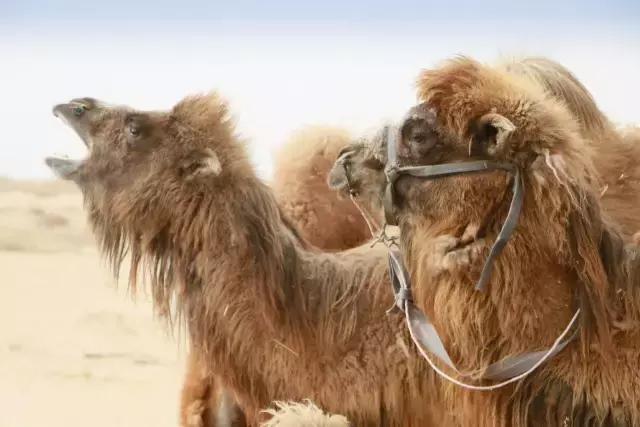 从沙漠穿越到草原的旅程,行者纪录片5集