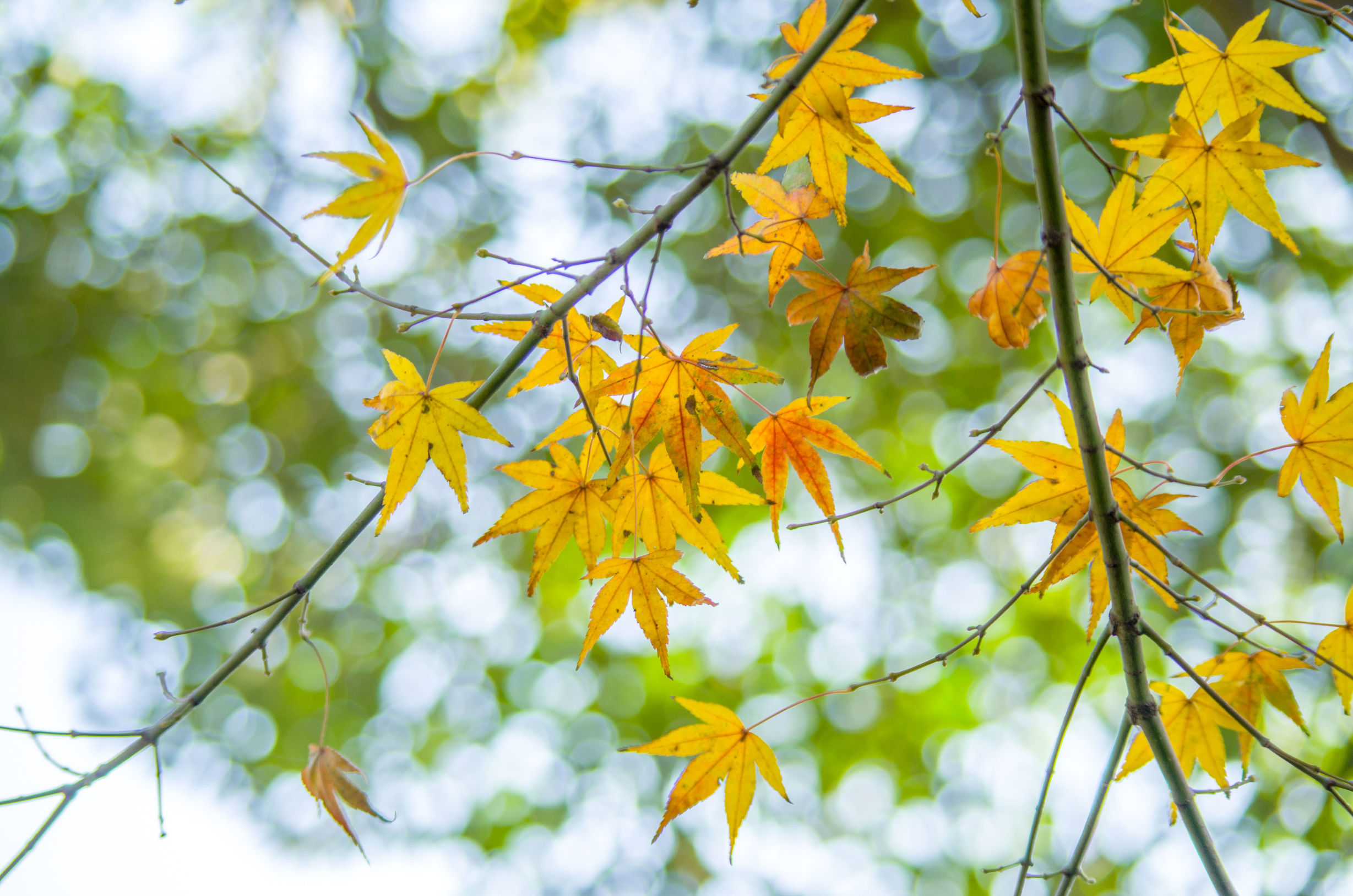摄影小白推荐相机300左右,拍照好的长焦镜头推荐