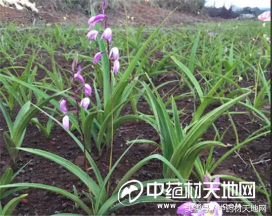 云南蒙自家种白及突破死苗陷阱，长势良好！