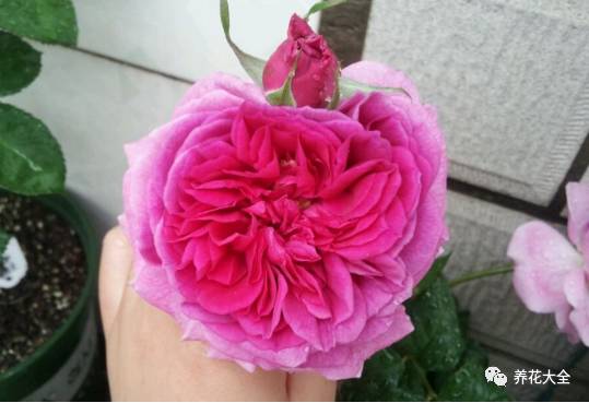 最美最高端的30款月季 (十种绝美的月季)