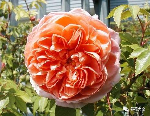 最美最高端的30款月季 (十种绝美的月季)