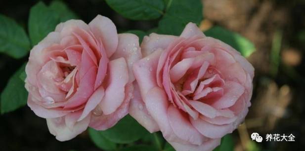 最美的十款月季品种推荐 (十种绝美的月季)