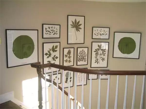 植物标本挂在墙上好看 (植物标本挂墙上)