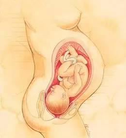 金牌助产士分娩,自然分娩过程助产士