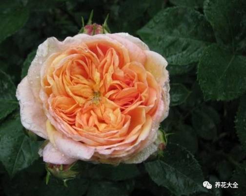 最美的十款月季品种推荐 (十种绝美的月季)