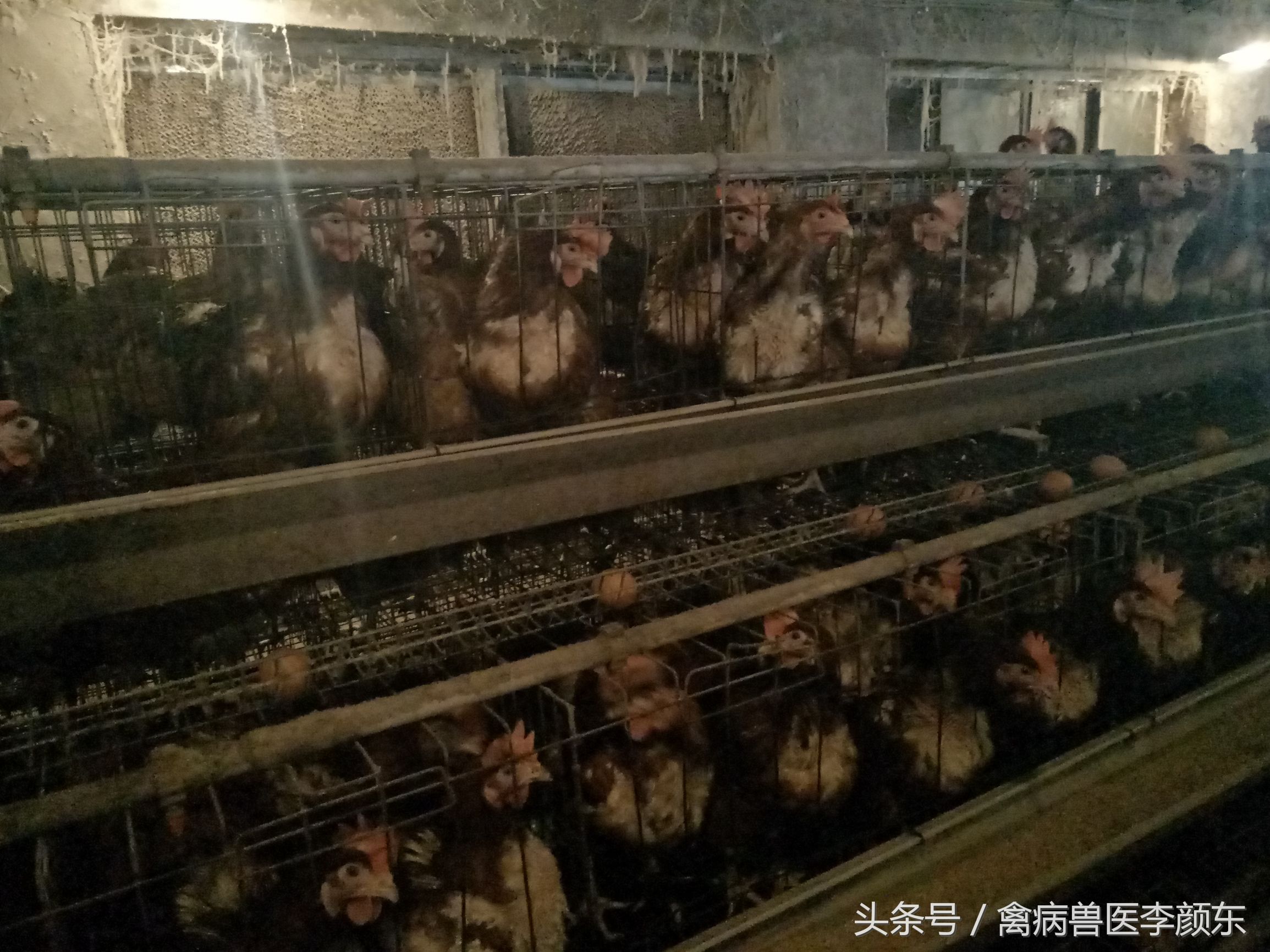 鸡支气管栓塞防治方法,鸡支气管栓塞有什么症状