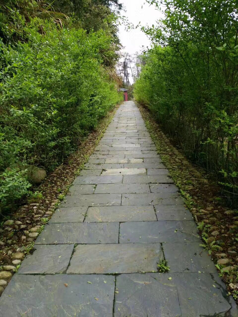 千岛湖甲鱼纯野生甲鱼,全国最大的甲鱼养殖基地在哪里