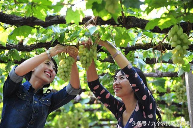 胡晓云,农产品区域公用品牌政策体系