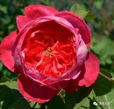 最美的十款月季品种推荐 (十种绝美的月季)