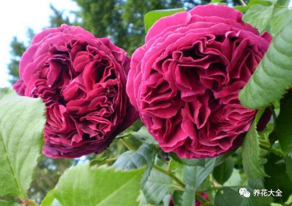 最美最高端的30款月季 (十种绝美的月季)