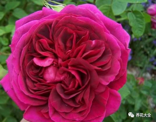 最美的十款月季品种推荐 (十种绝美的月季)