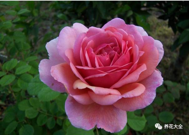 最美最高端的30款月季 (十种绝美的月季)