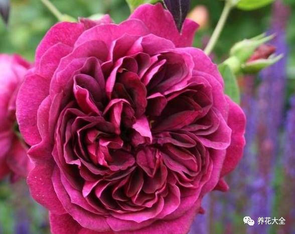 最美最高端的30款月季 (十种绝美的月季)