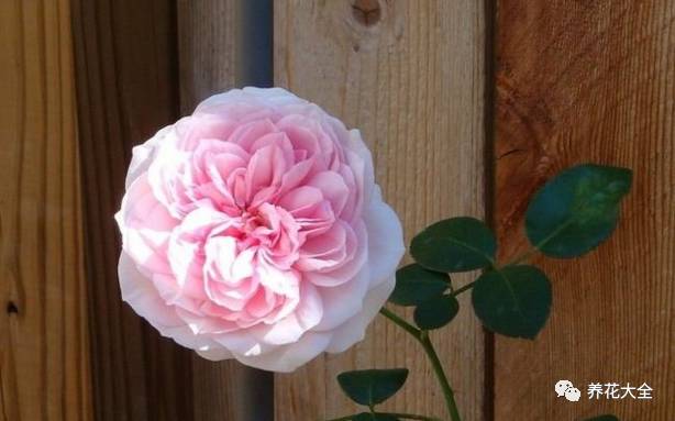 最美最高端的30款月季 (十种绝美的月季)