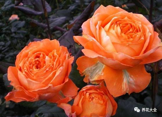 最美最高端的30款月季 (十种绝美的月季)