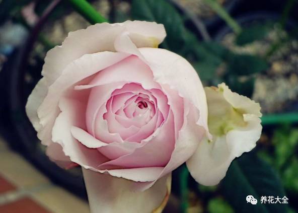 最美的十款月季品种推荐 (十种绝美的月季)