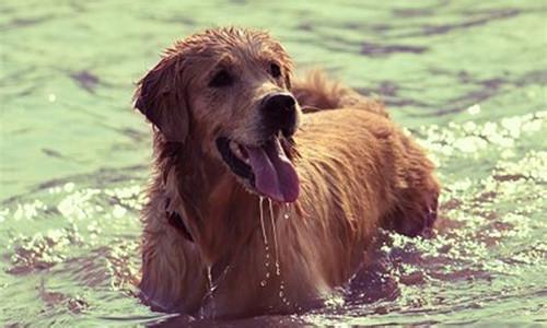 夏天狗狗中暑怎么办,狗狗中暑后抢救过来