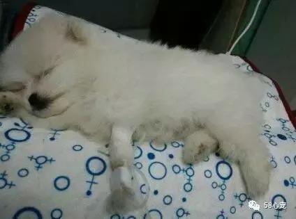 狗狗死掉了要不要再养,狗狗死了还要不要再养