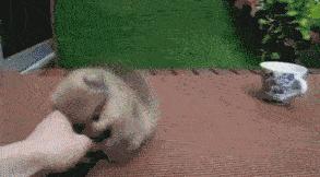 你够了，舔了半天还没舔完（GIF多图）