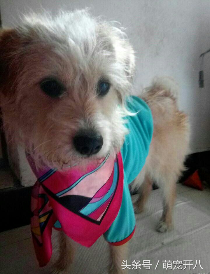 狗狗不小心从楼上掉下来吓坏主人，还好狗狗命大毫发无伤！