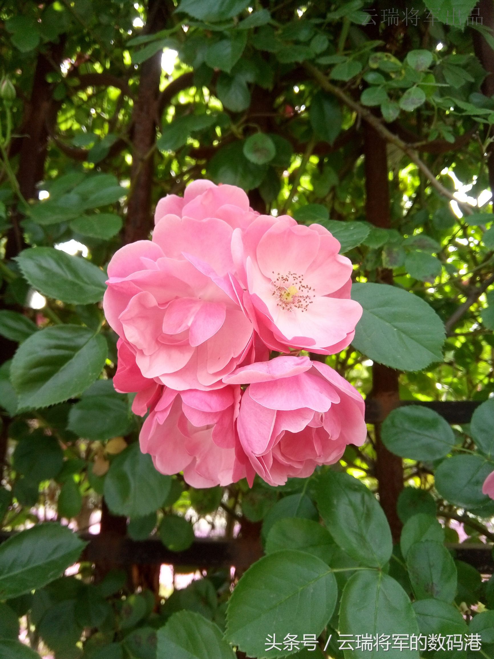 感受新视界——裸眼3D手机ivviK5测评「原创」