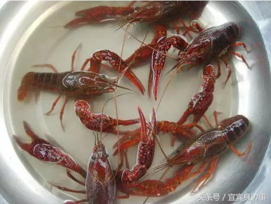 小龙虾基地钓龙虾,瑶海野钓龙虾的最佳地点