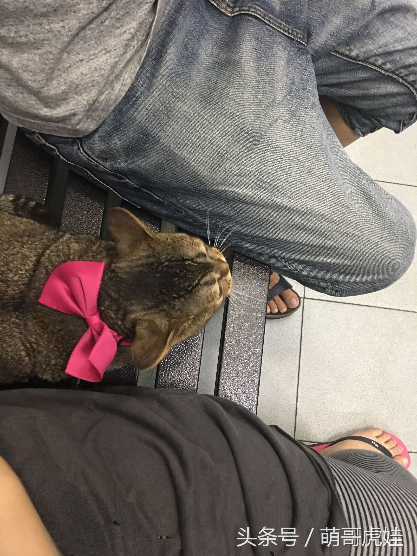 家里的母猫没有怀孕咪咪却变大了，铲屎的：你在外面都干了什么？